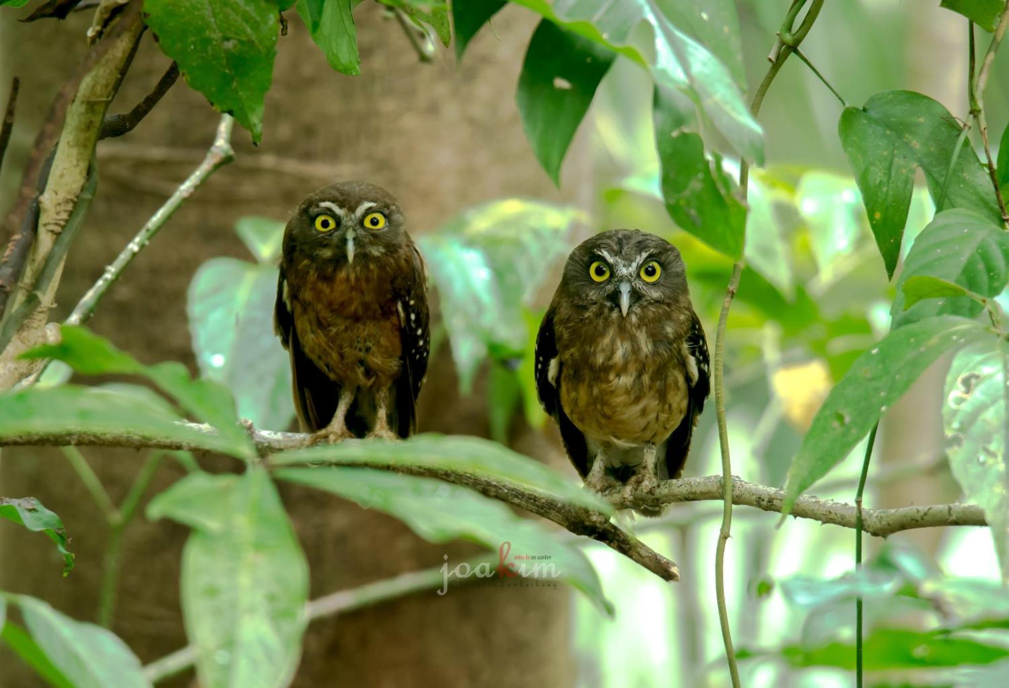 Tangkoko Backpacker Home Stay Rinondoran 外观 照片