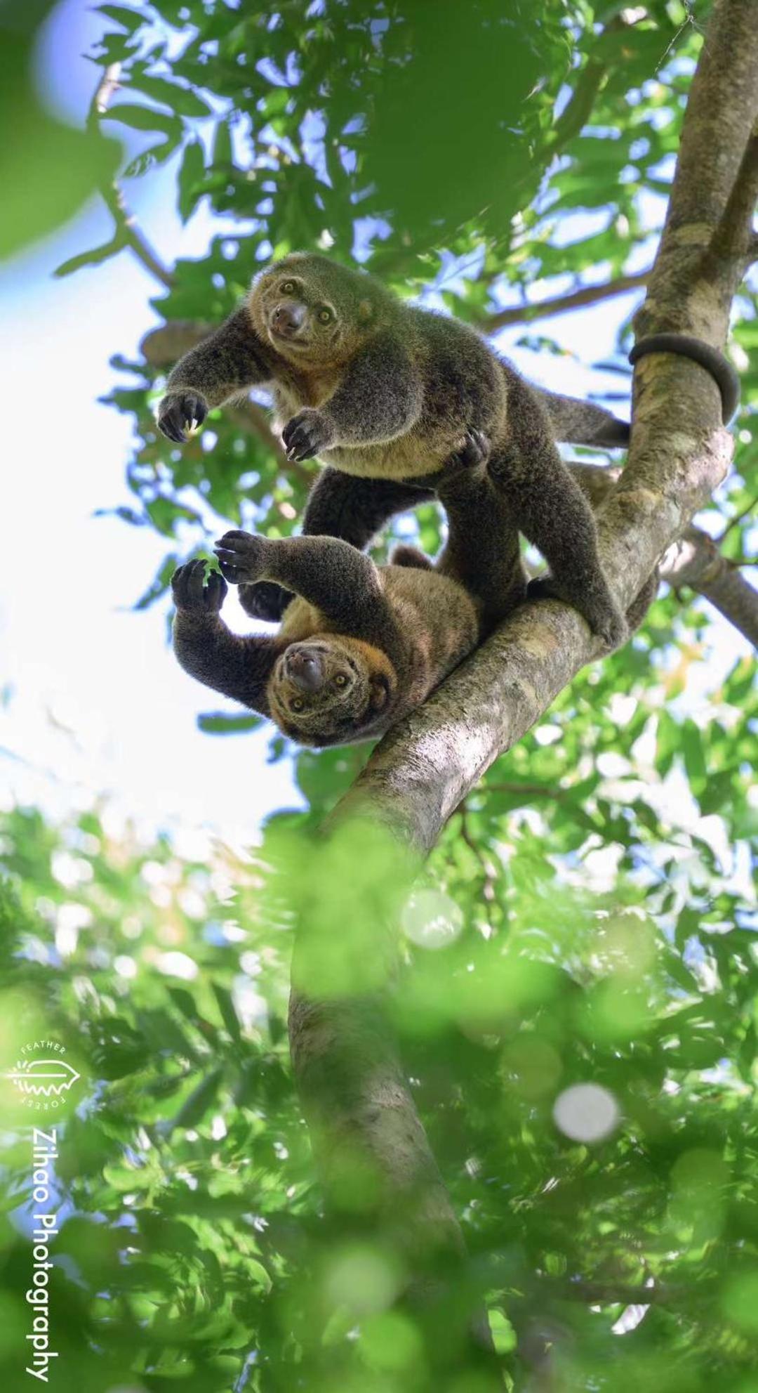 Tangkoko Backpacker Home Stay Rinondoran 外观 照片